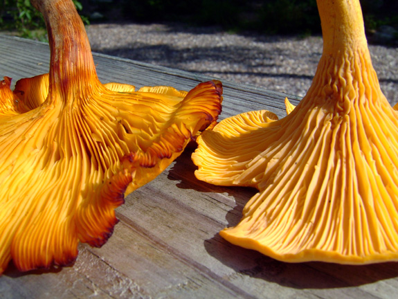 jack o lantern mushroom vs chanterelle