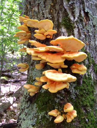 Chicken Of The Woods 6 Xs Mushroom Logs Natural HAND Mushroom Logs