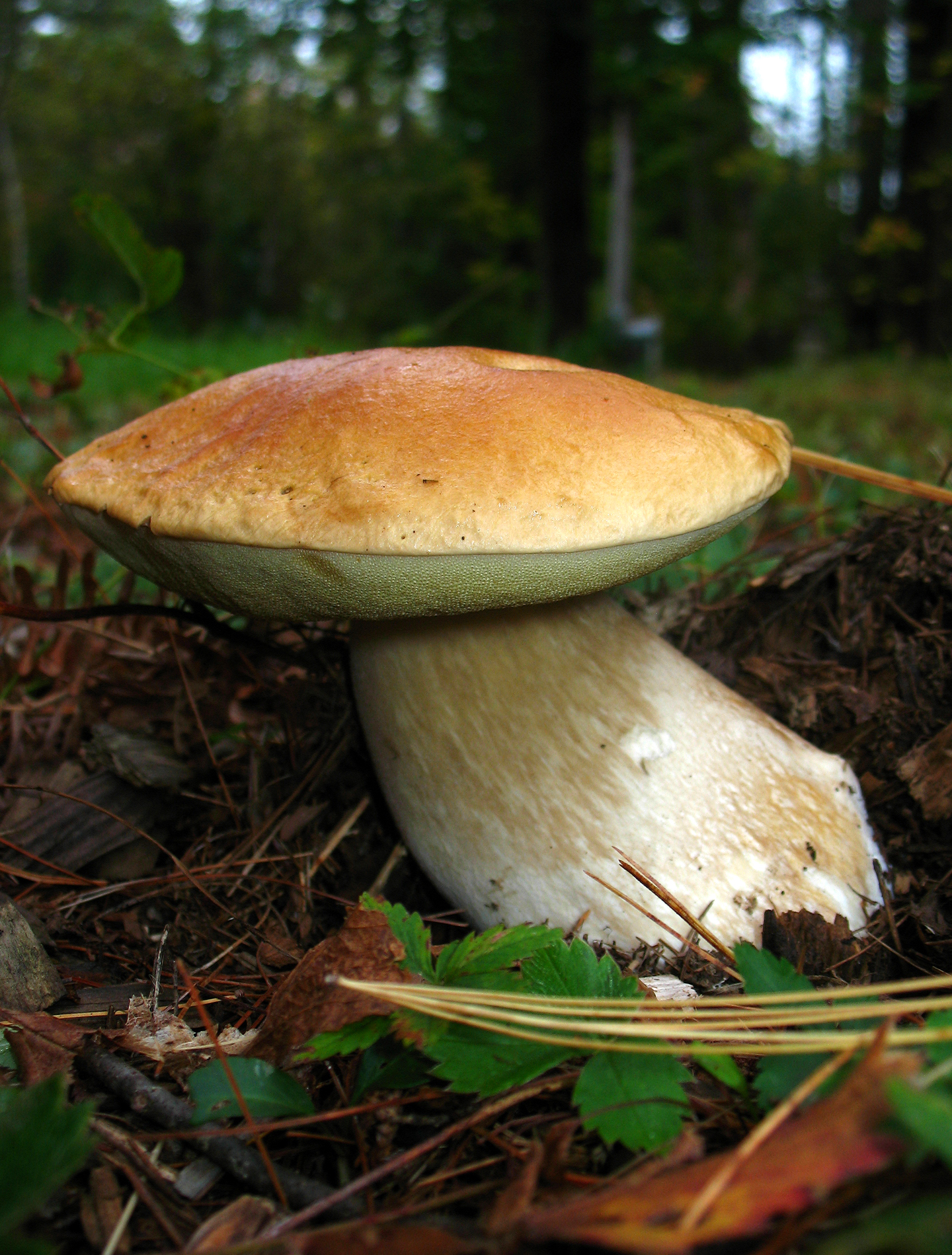 Boletus Edulis Wikipedia, 49% OFF