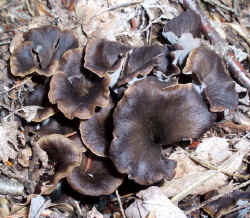 calyculus (12).jpg (212665 bytes)