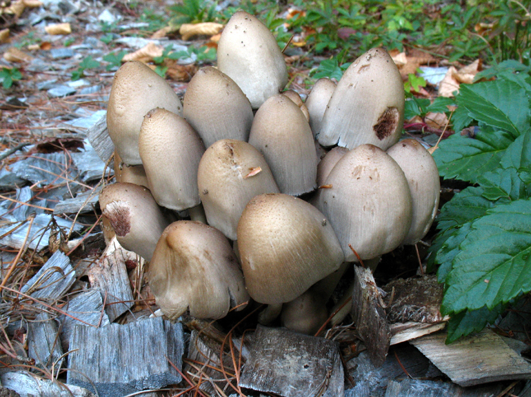 How can I recognize edible mushrooms?