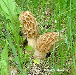 morel5 copy2.jpg (393321 bytes)