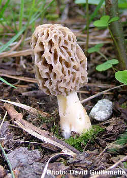morel8 copy2.jpg (262704 bytes)