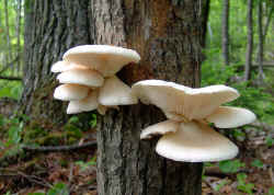 mush (81) copy.jpg (226723 bytes)